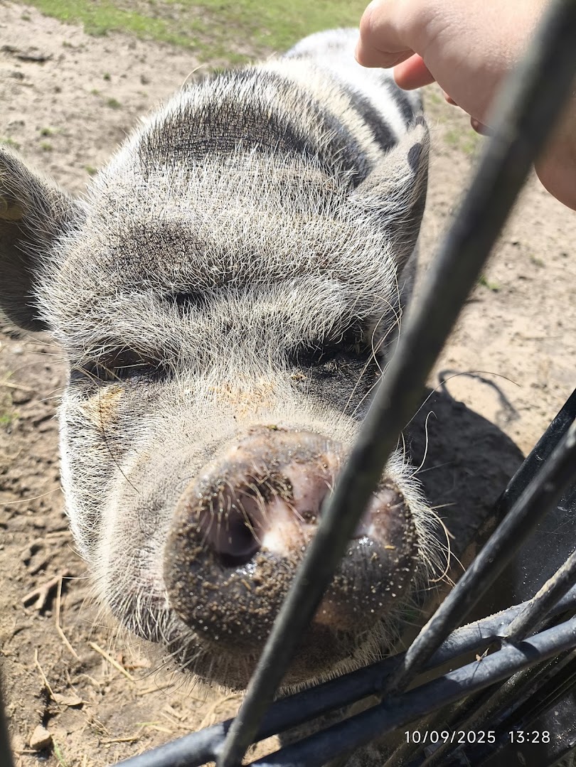 Pig